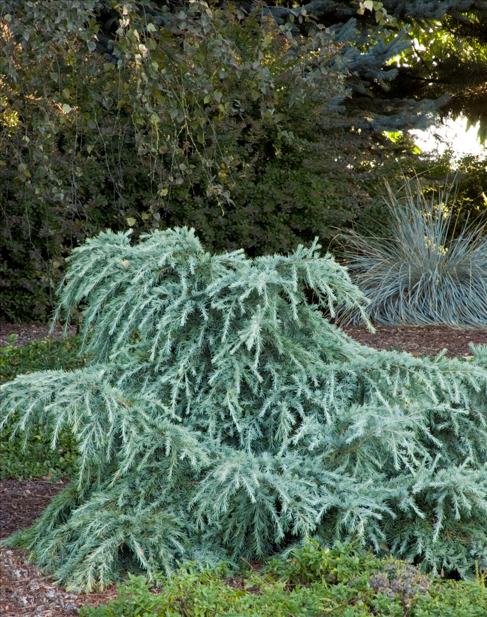Cedrus deodara 'Feelin' Blue'