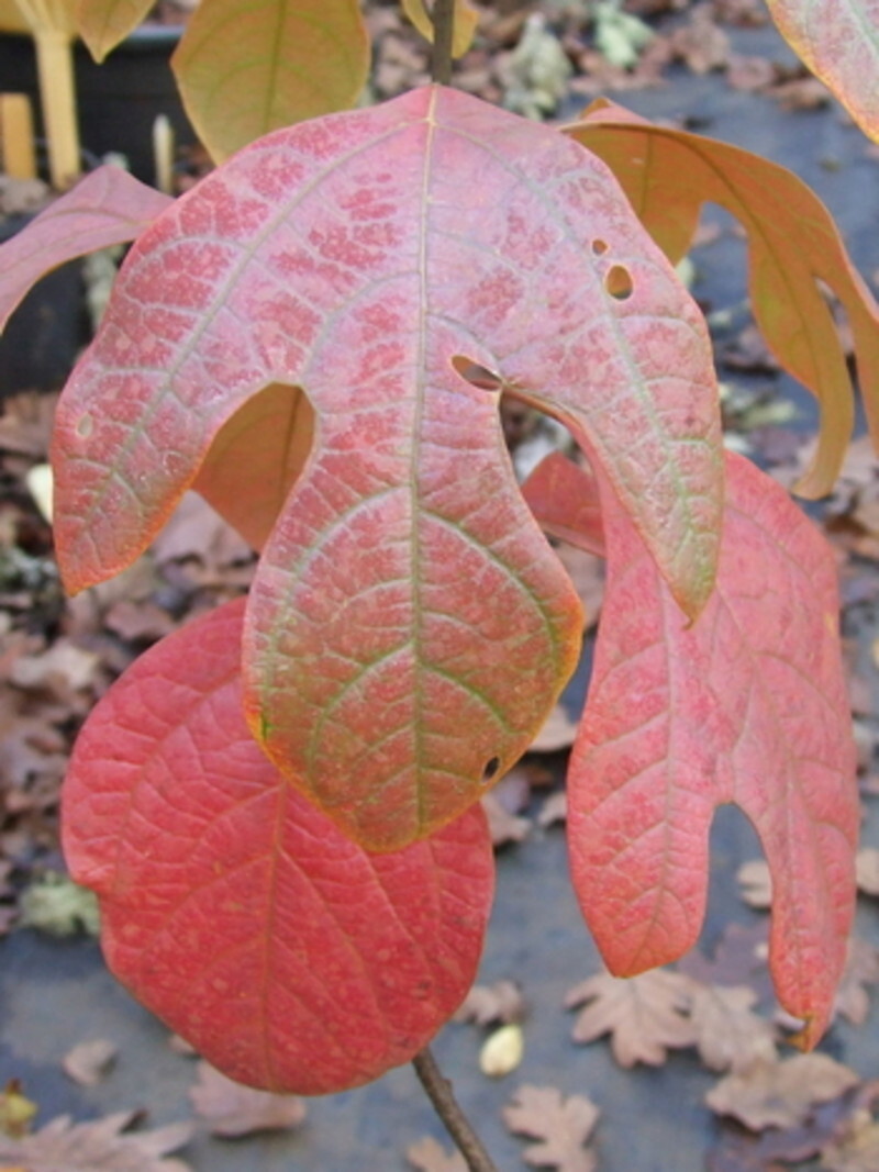 Sassafras albidum (Sassafras)