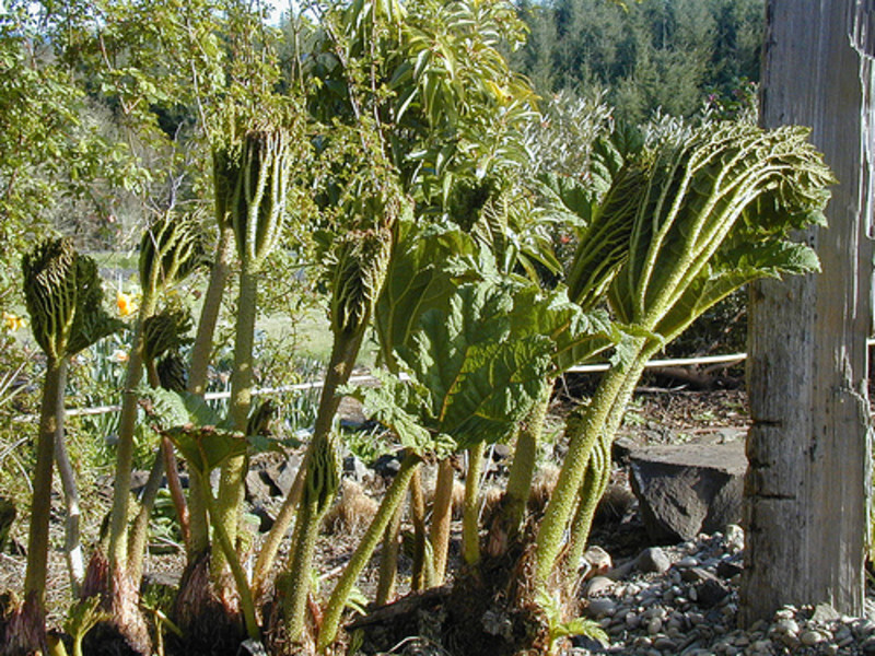 Gunnera tinctoria (Dinosaur Food)