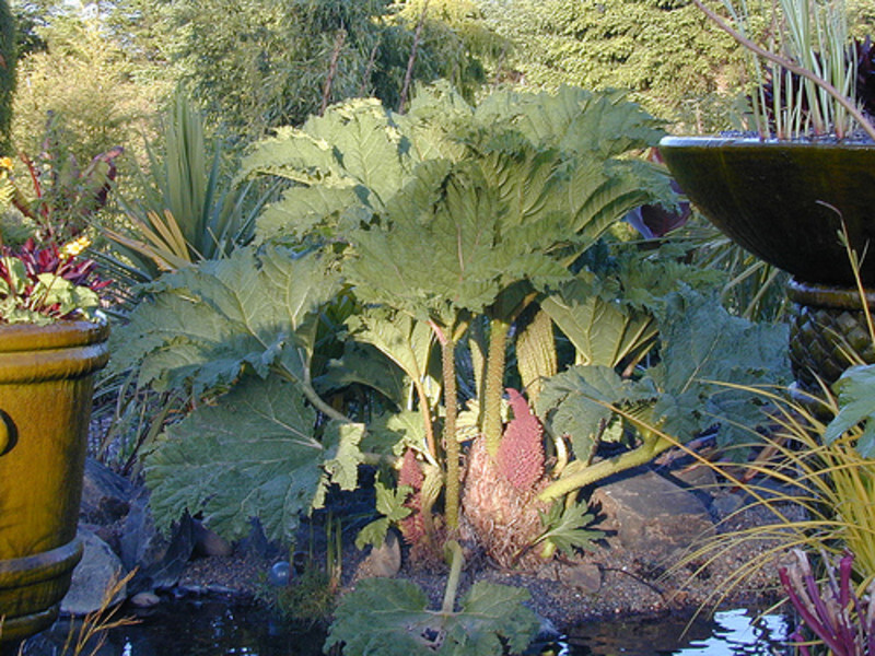Gunnera tinctoria (Dinosaur Food)