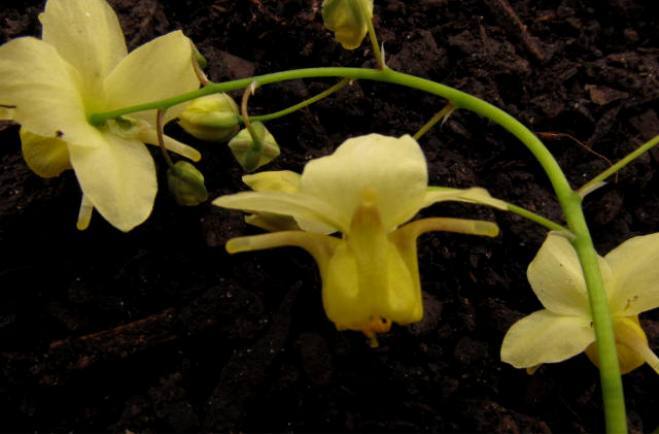 Epimedium x versicolor 'Sulphureum' (Yellow or Bicolor Barrenwort)