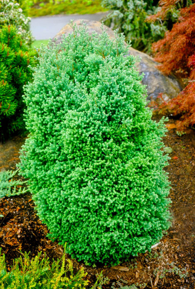Chamaecyparis thyoides 'Red Star' (White Cedar)
