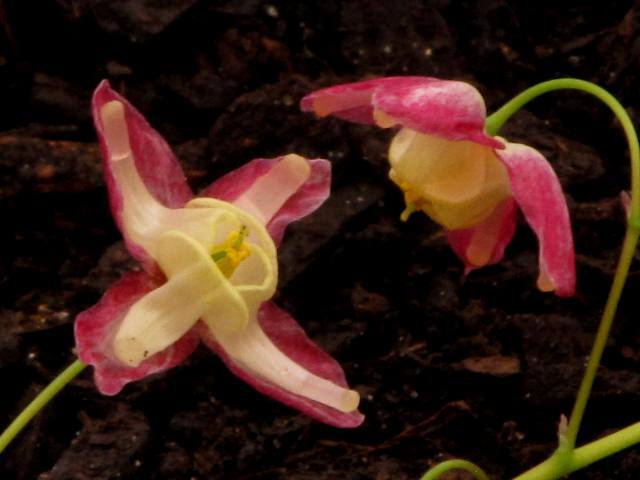 Epimedium x rubrum