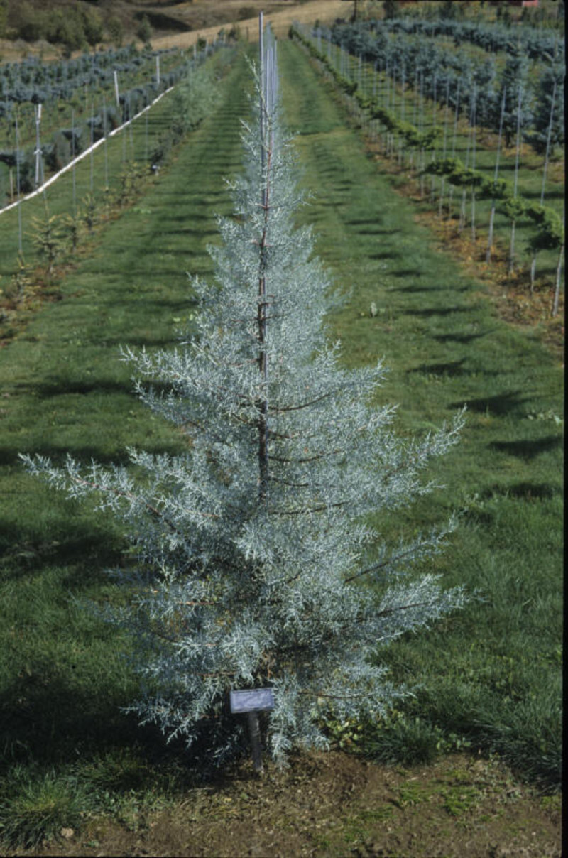 Cupressus glabra 'Blue Ice' (Smooth-bark Arizona Cypress)