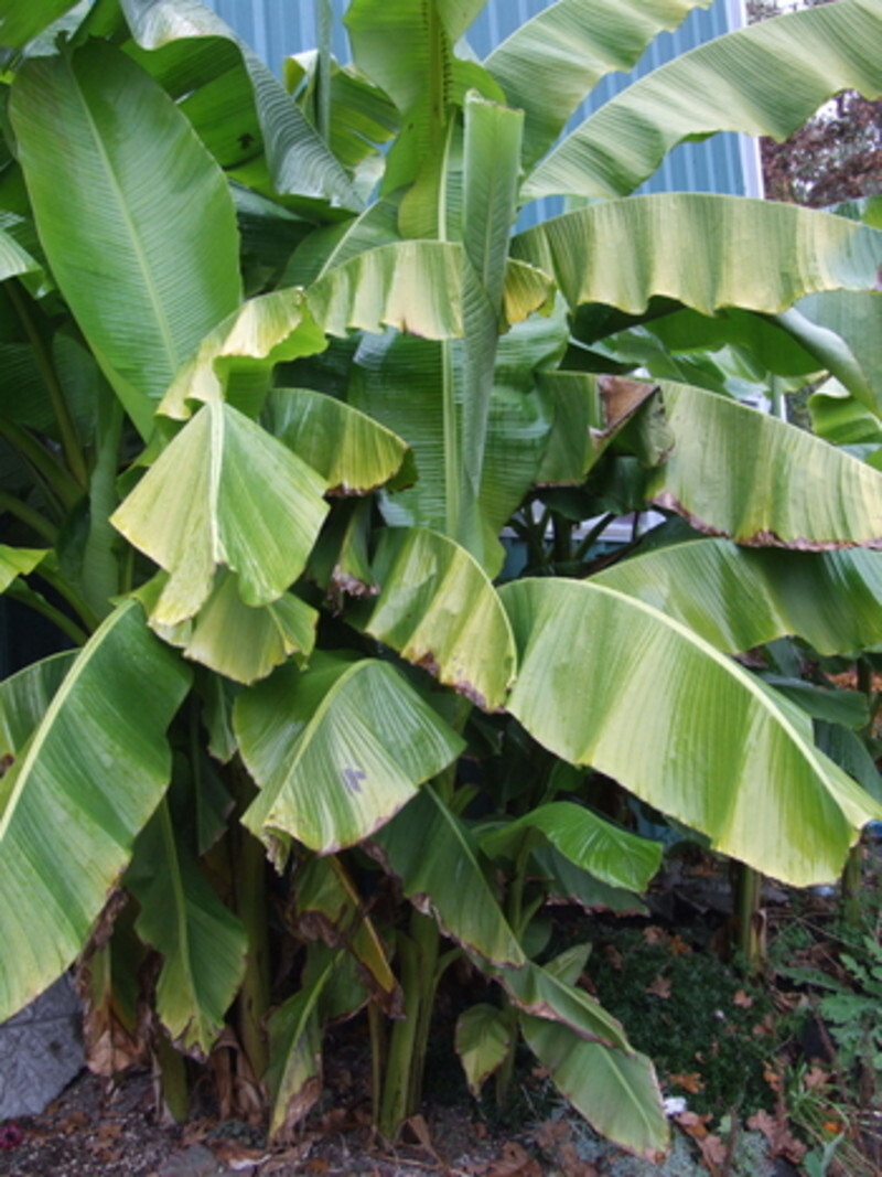 Musa basjoo (Hardy Banana or Japanese Banana)