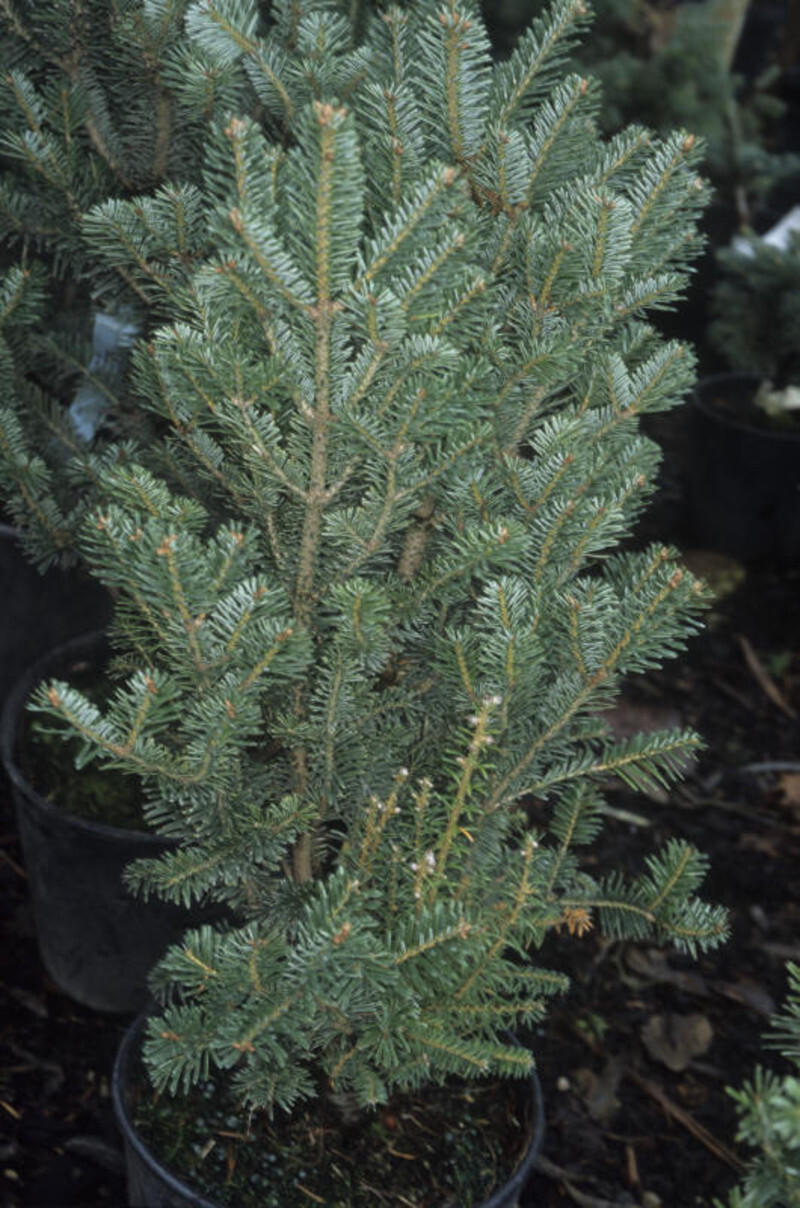 Abies alba 'Pyramidalis' (Silver Fir)