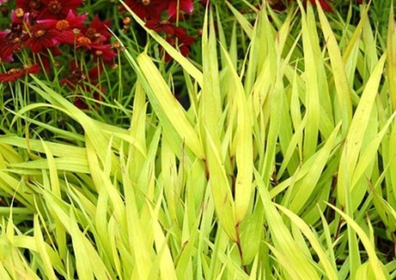 Hakonechloa macra 'All Gold' (Japanese Forest Grass)