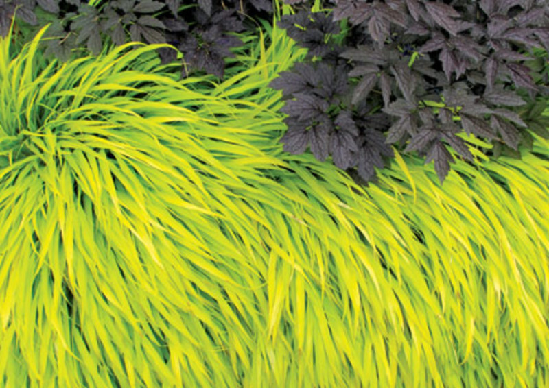 Hakonechloa macra 'All Gold' (Japanese Forest Grass)