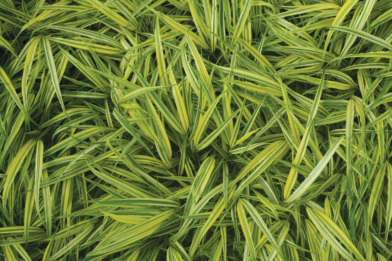 Hakonechloa macra 'Aureola' (Gold Variegated Japanese Forest Grass)