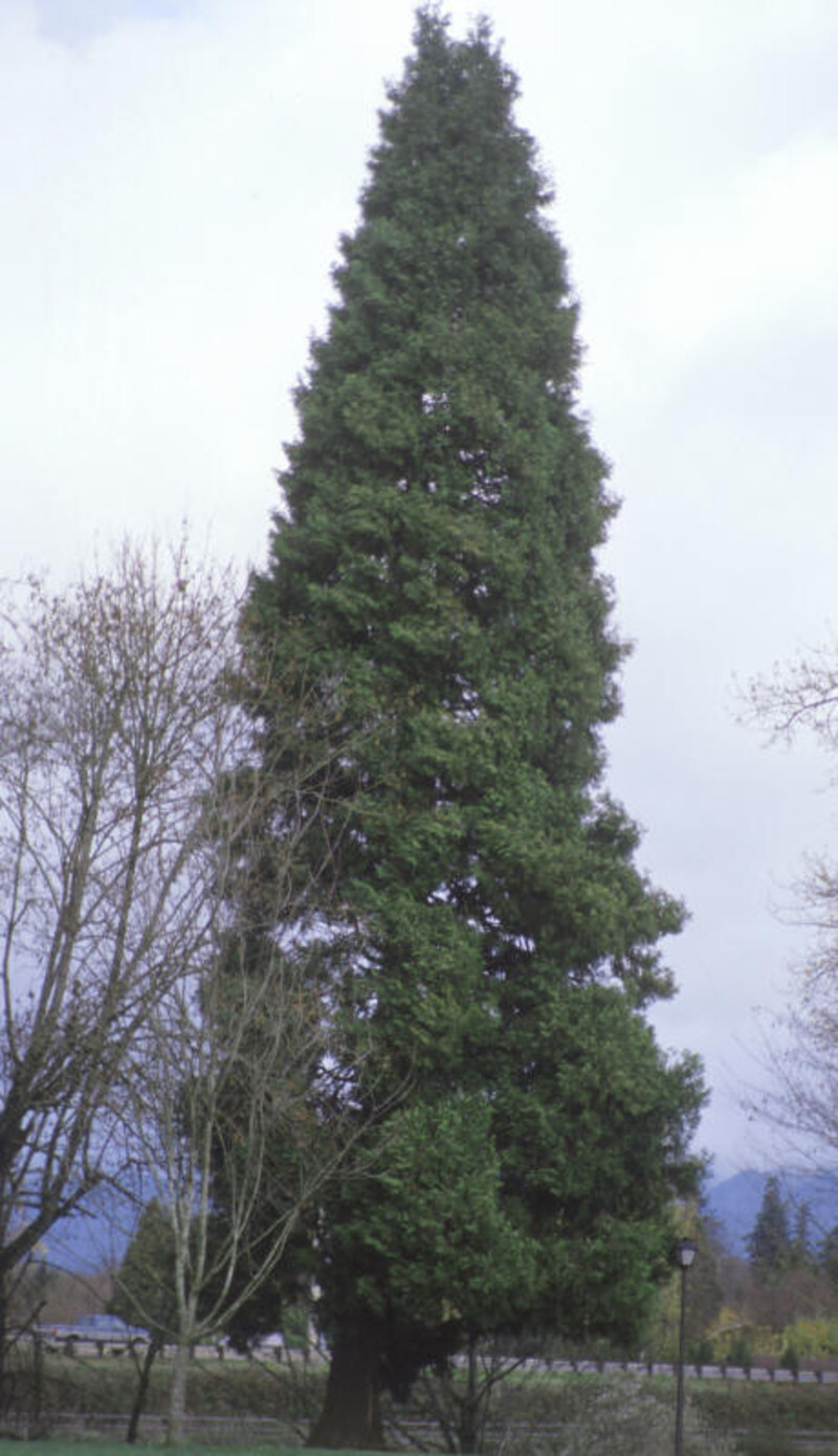 Calocedrus decurrens (Incense Cedar)