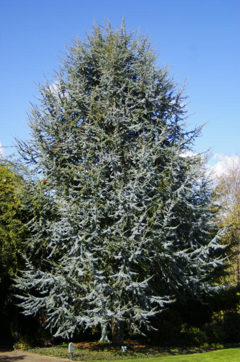 Cedrus atlantica 'Glauca' (Blue Atlas Cedar)