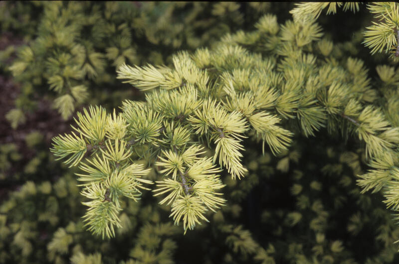 Cedrus deodara 'Cream Puff' (Deodar Cedar)