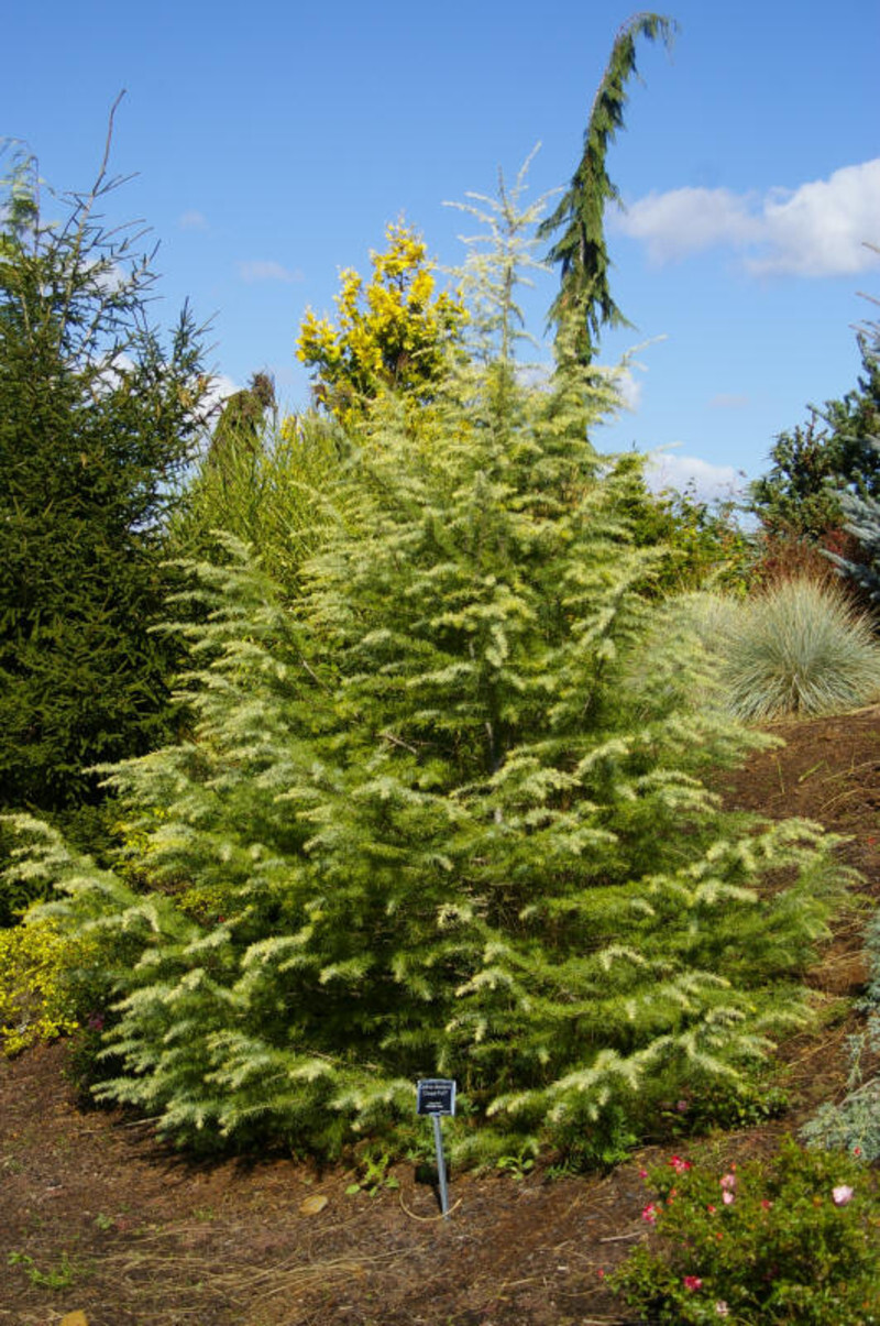 Cedrus deodara 'Cream Puff' (Deodar Cedar)