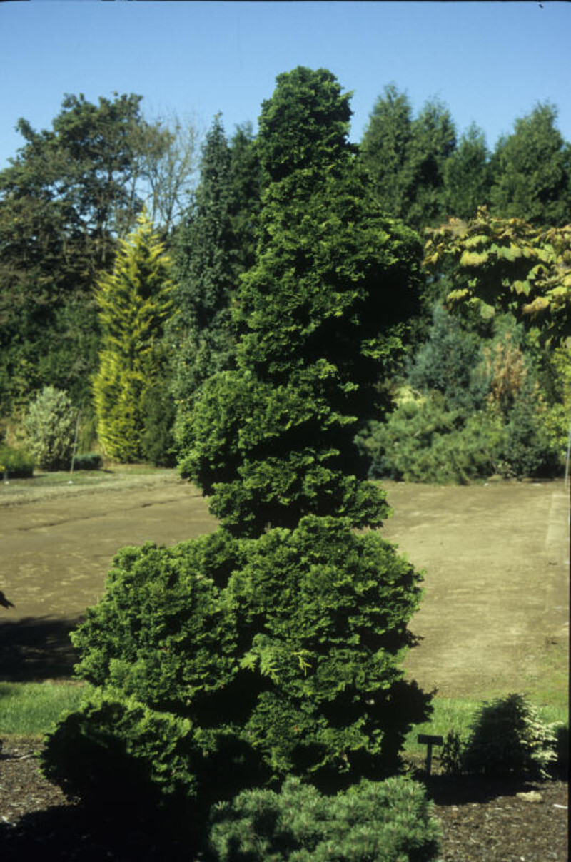 Chamaecyparis obtusa 'Dainty Doll' (Hinoki Cypress)