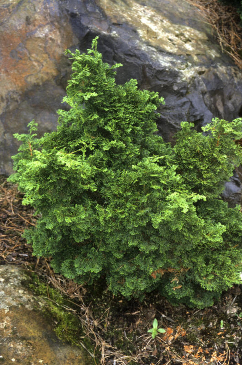 Chamaecyparis obtusa 'Dainty Doll' (Hinoki Cypress)