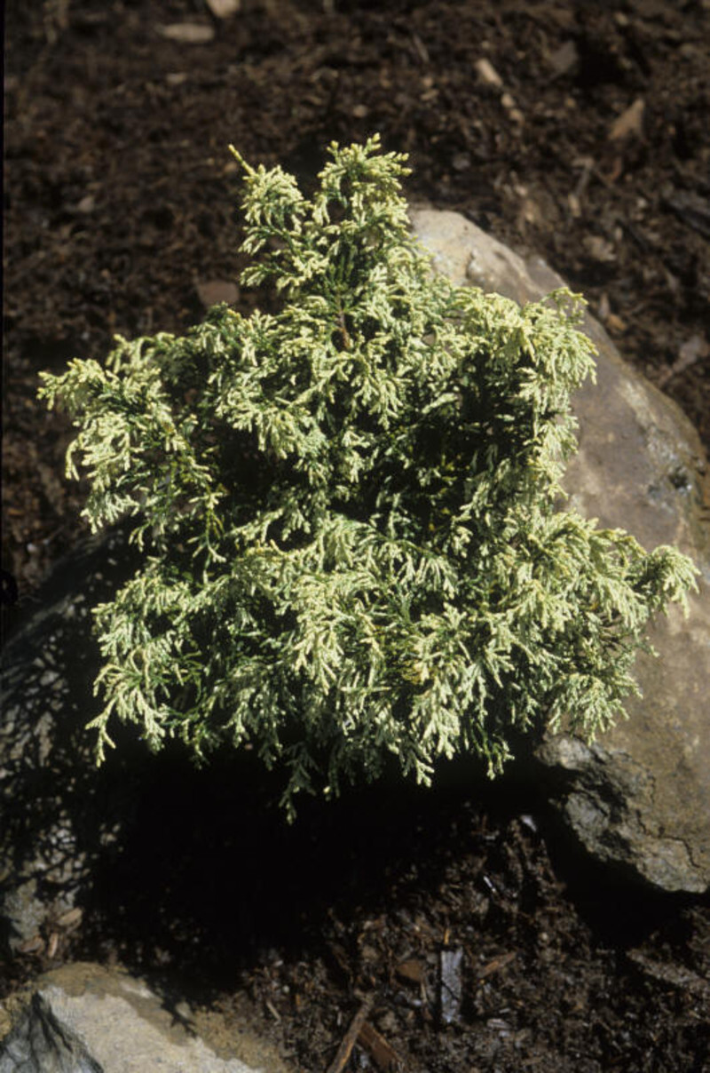 Chamaecyparis obtusa 'Mariesii' (Hinoki Cypress)