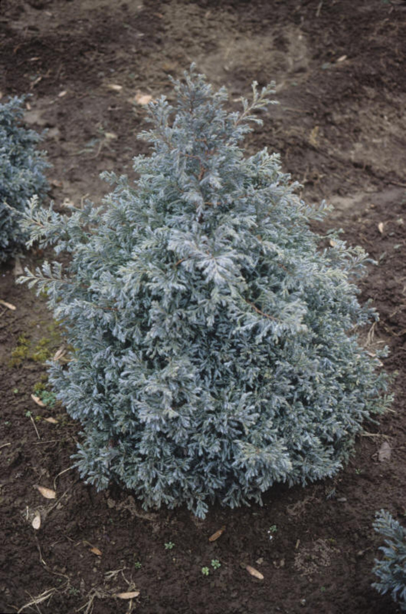 Chamaecyparis pisifera 'Boulevard' (Sawara Cypress)