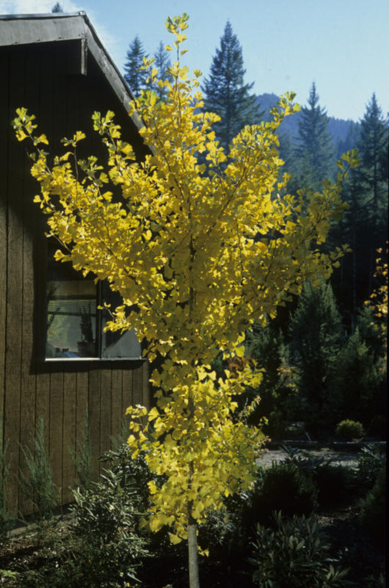 Ginkgo biloba 'Autumn Gold' (Maidenhair Tree)