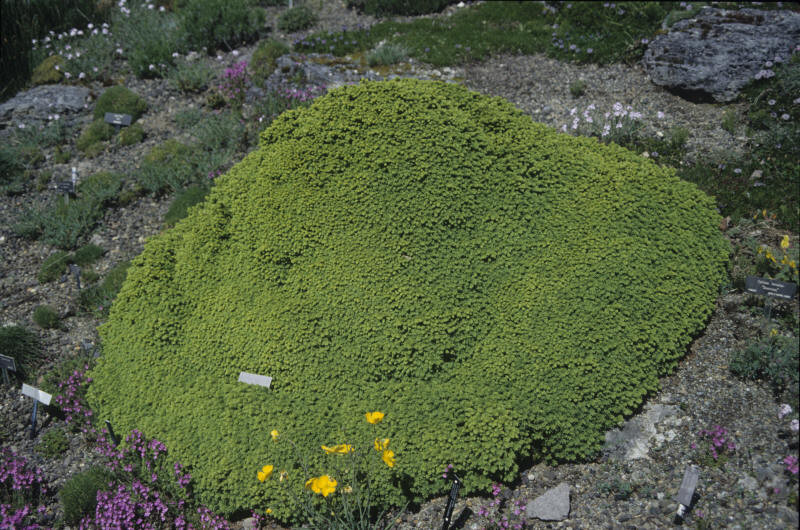 Picea abies 'Little Gem' (Dwarf Norway Spruce)