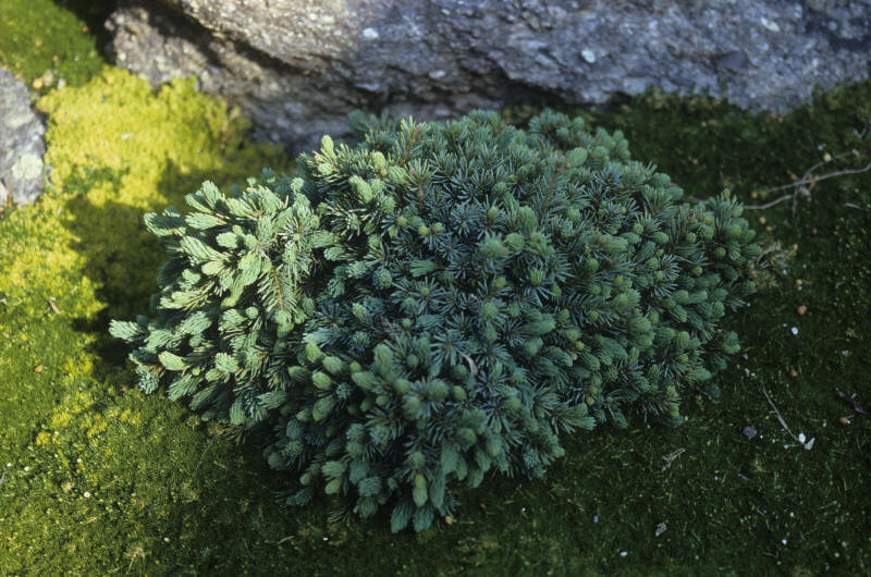 Picea mariana 'Nana' (Dwarf Black Spruce)
