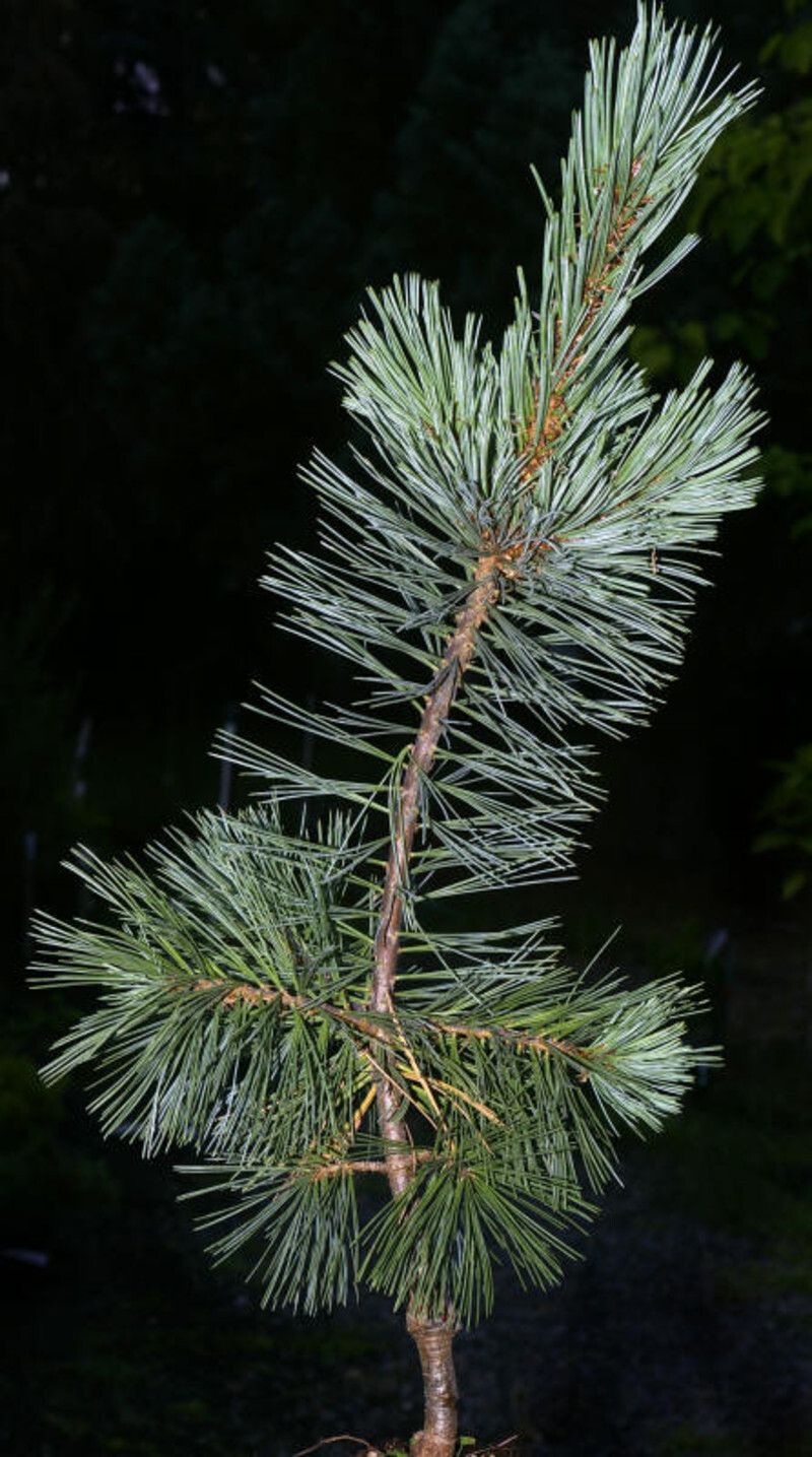 Pinus flexilis 'Extra Blue' (Limber Pine)