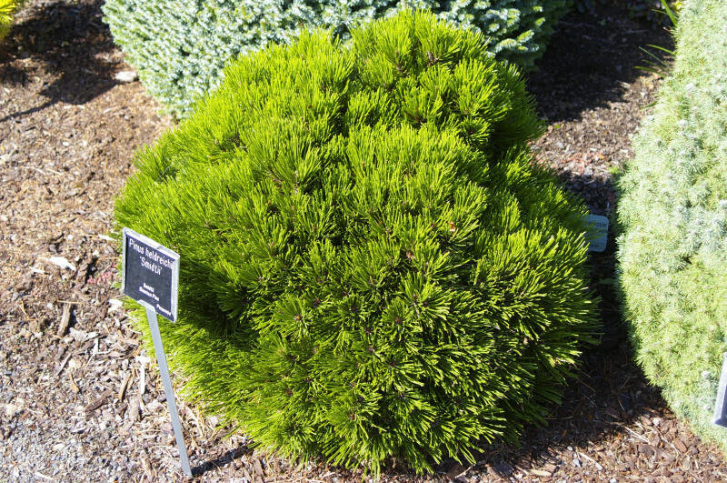 Pinus heldreichii 'Schmidtii'