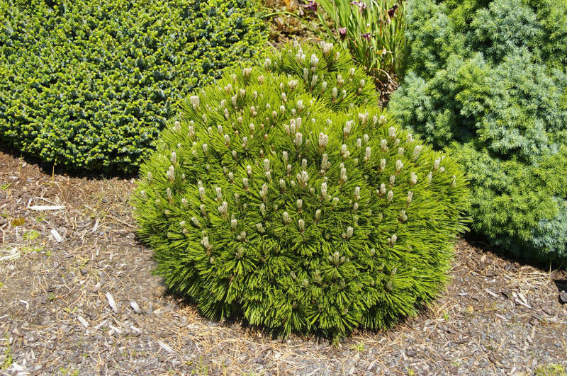Pinus heldreichii 'Schmidtii'