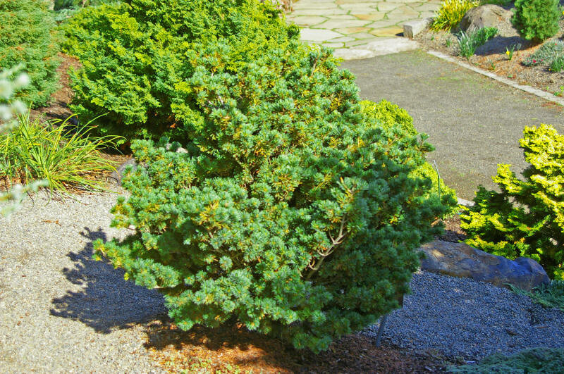 Pinus parviflora 'Adcock's Dwarf' (Japanese White Pine)