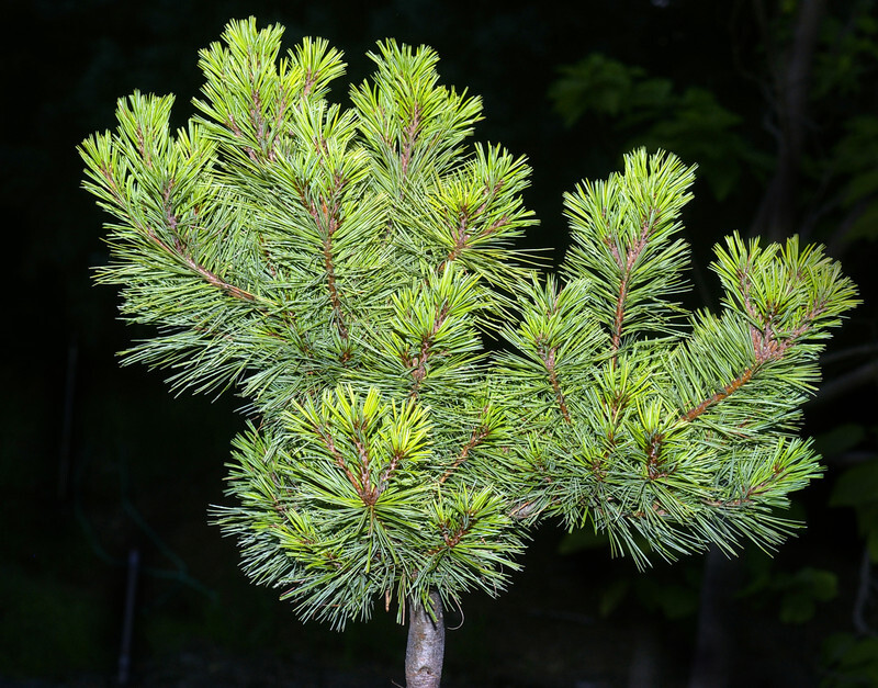 Pinus strobus 'Minuta' (Dwarf Eastern White Pine)
