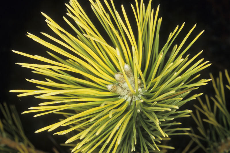 Pinus thunbergii 'Ogon' (Ogon Japanese Black Pine)