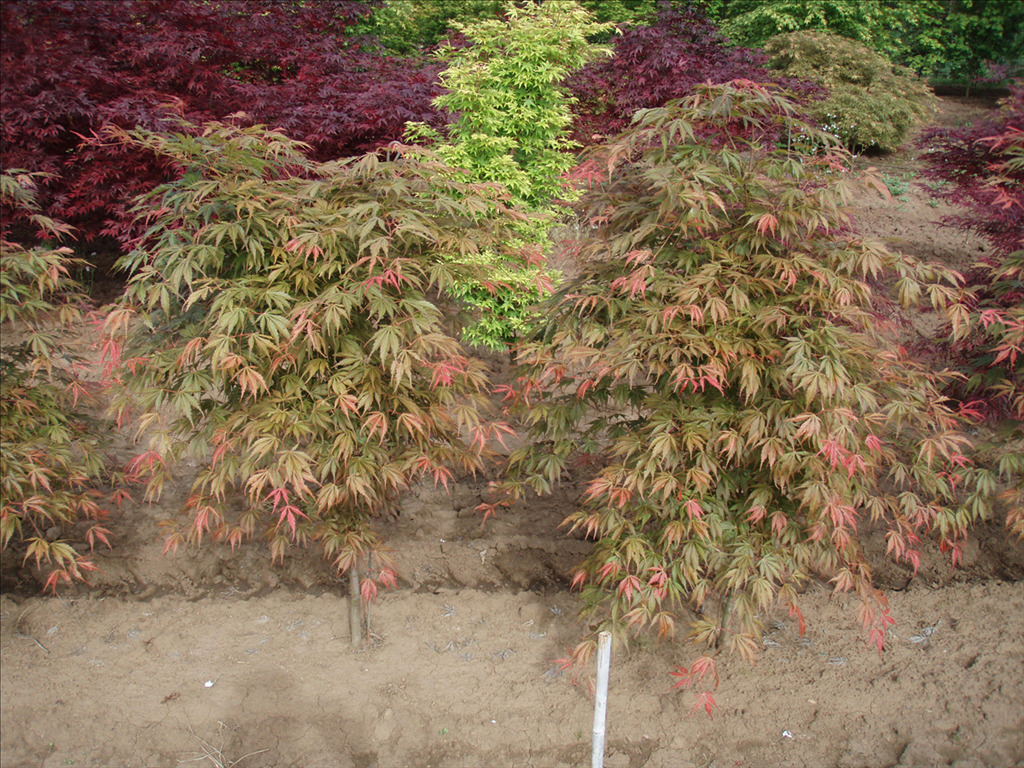 Acer palmatum var. dissectum 'Orange Flame'