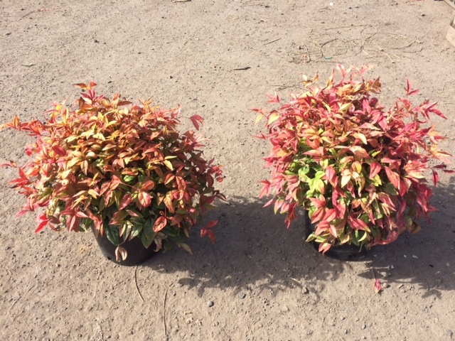 Countryside Nursery | Nandina domestica 'Fire Power'