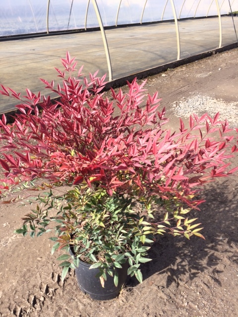 Picture courtesy of Countryside Nursery | Nandina domestica 'Moyer's Red'