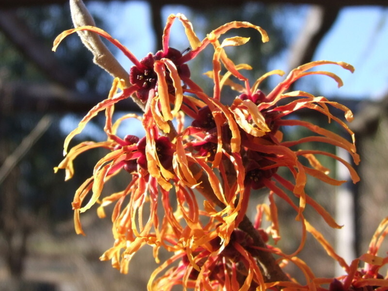 Hamamelis x intermedia 'Jelena' (Copper Beauty Hybrid Witch Hazel)