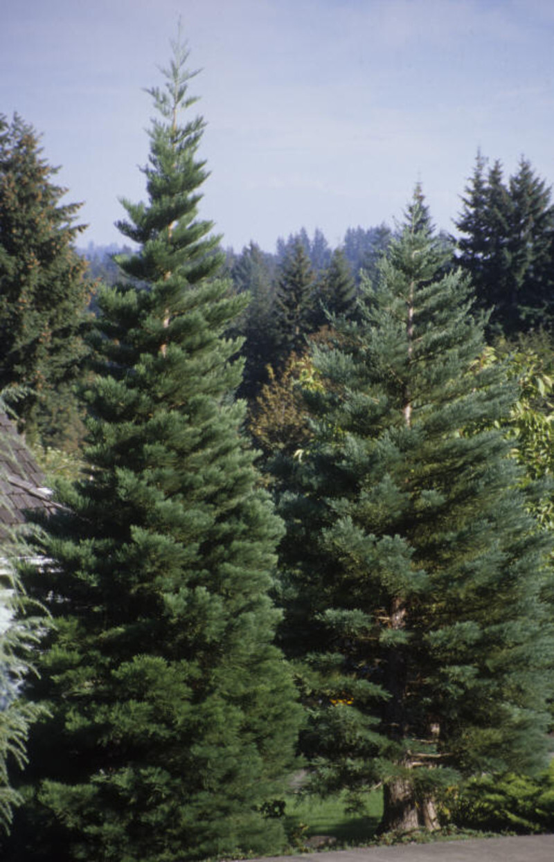 Sequoiadendron giganteum (Giant Sequoia)