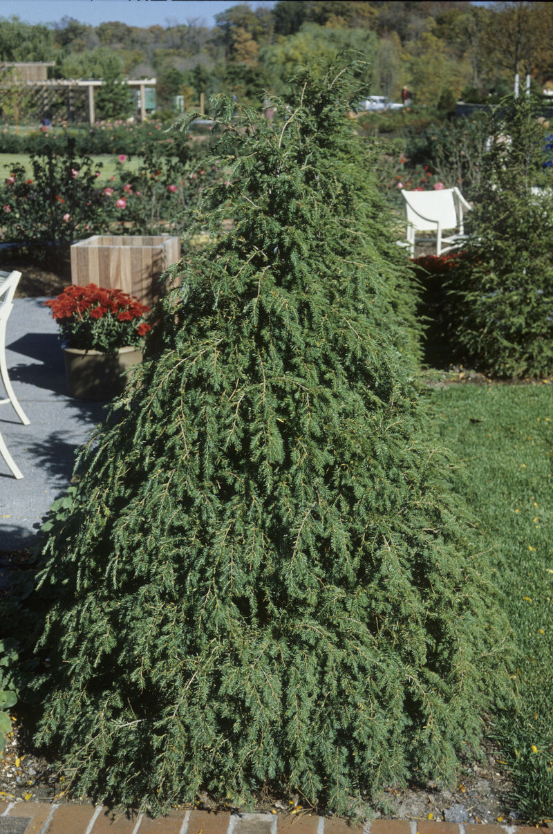 Tsuga canadensis (Canadian Hemlock)