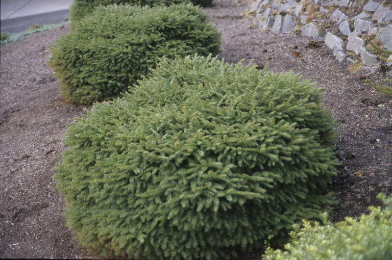 Picea abies 'Nidiformis' (Bird's Nest Norway Spruce)