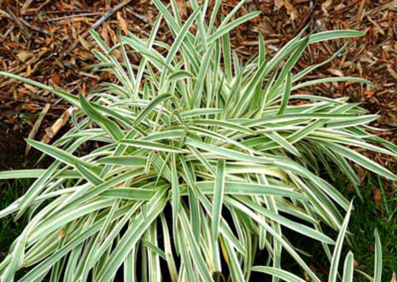 Liriope spicata 'Silver Dragon' (Lily Turf)