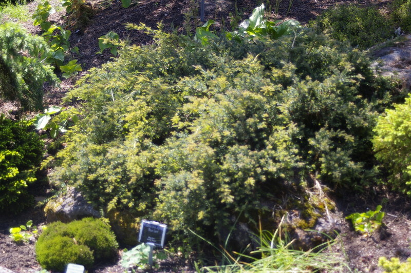 Podocarpus alpinus 'Blue Gem' (Blue Gem Tasmanian Podocarp)