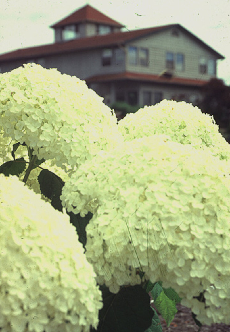 Hydrangea arborescens 'Annabelle' (Smooth Hydrangea)