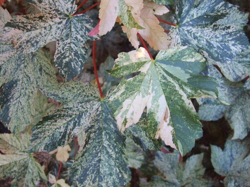 Acer pseudoplatanus 'Esk Sunset' (Sycamore Maple)