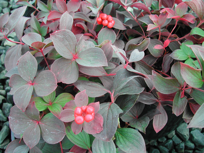 Cornus canadensis (Bunchberry or Creeping Dogwood)