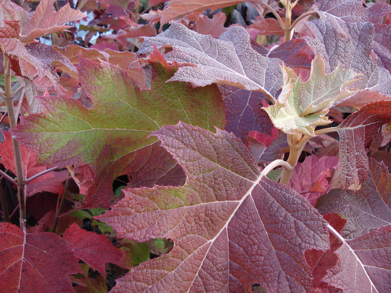 Hydrangea quercifolia 'Snow Queen' (Oakleaf Hydrangea)
