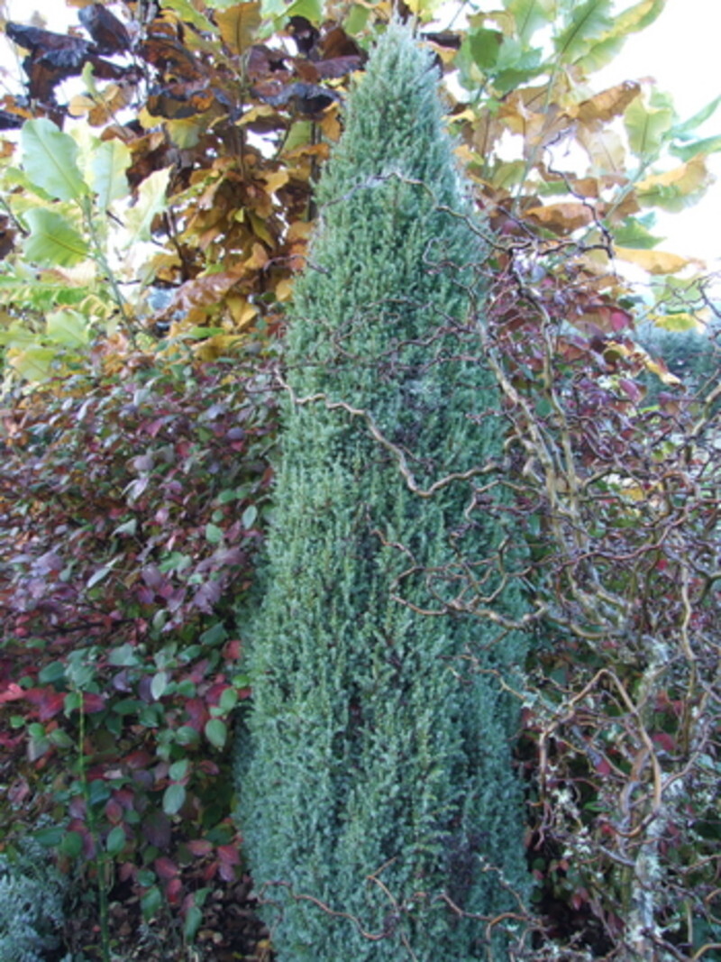 Juniperus communis 'Compressa' (Common Juniper)
