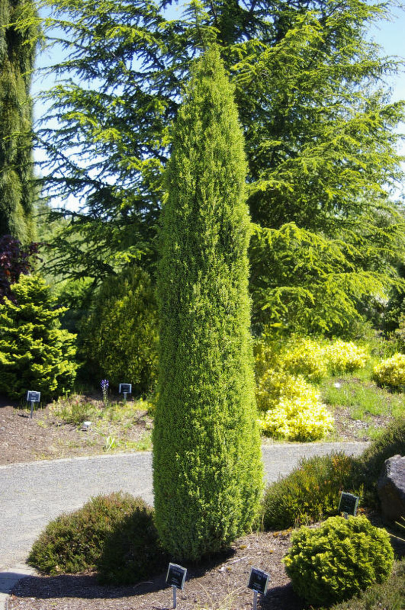 Juniperus communis 'Compressa' (Common Juniper)