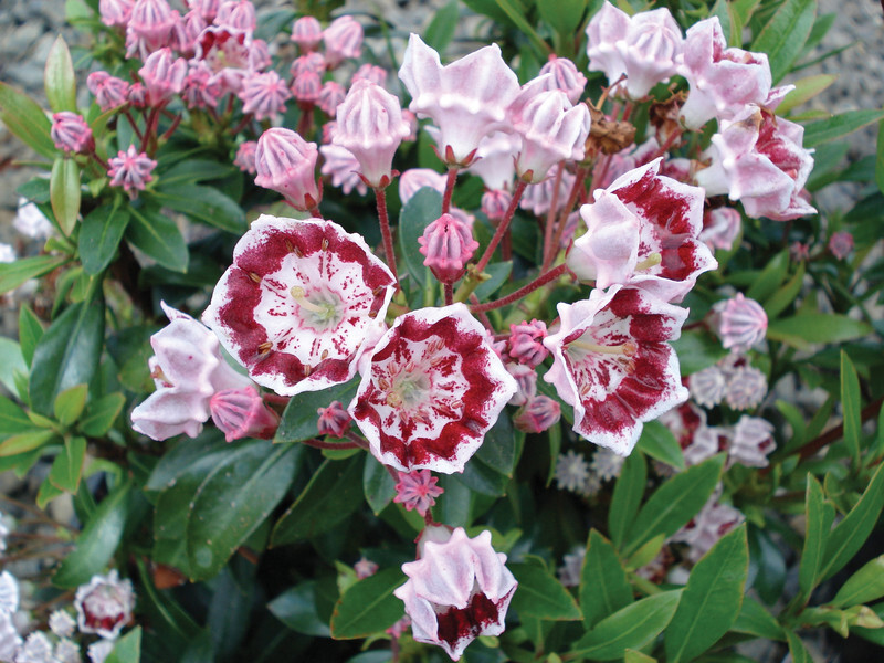 Kalmia latifolia 'Minuet' (Mountain Laurel)