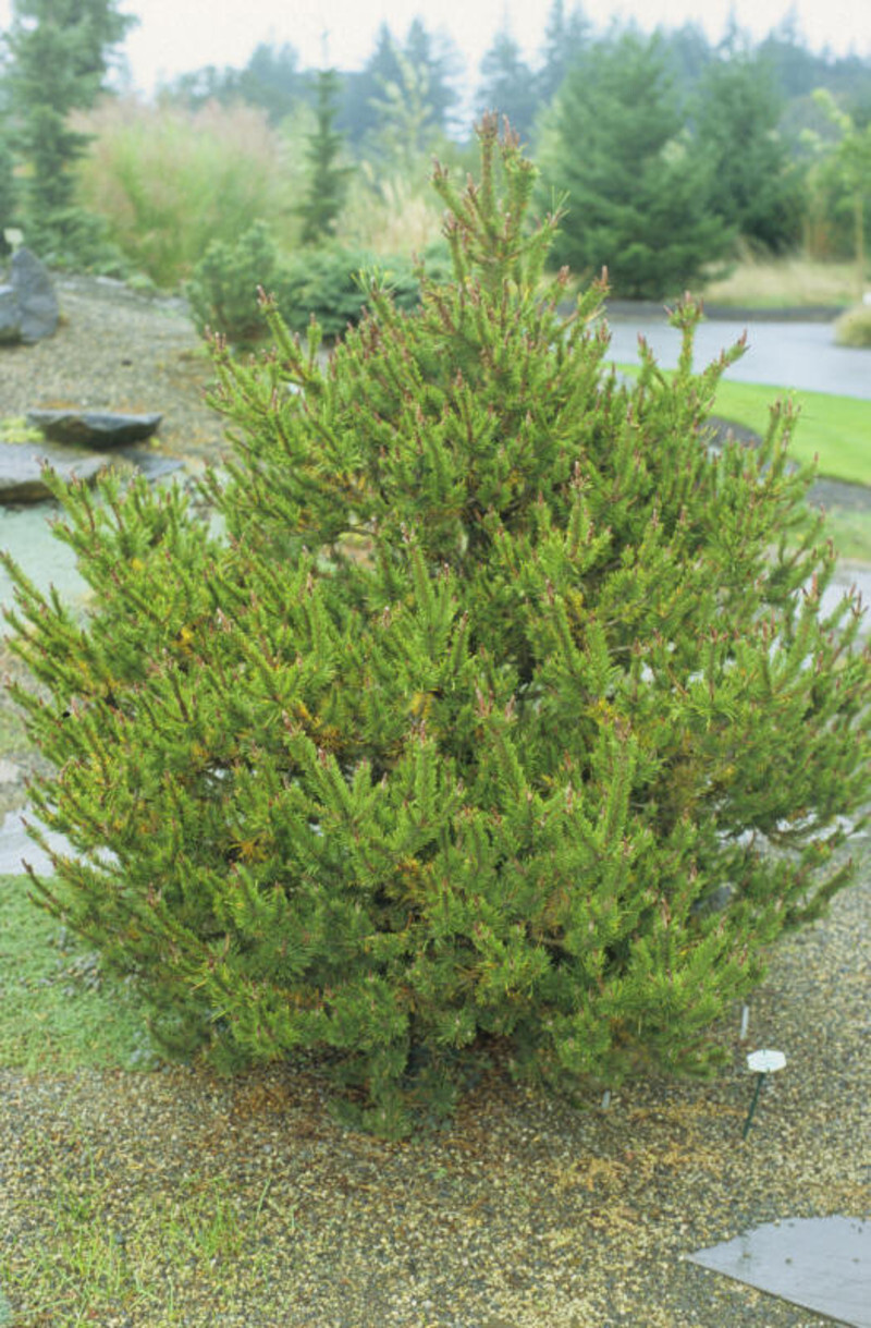 Pinus contorta 'Spaan's Dwarf' (Shore Pine)