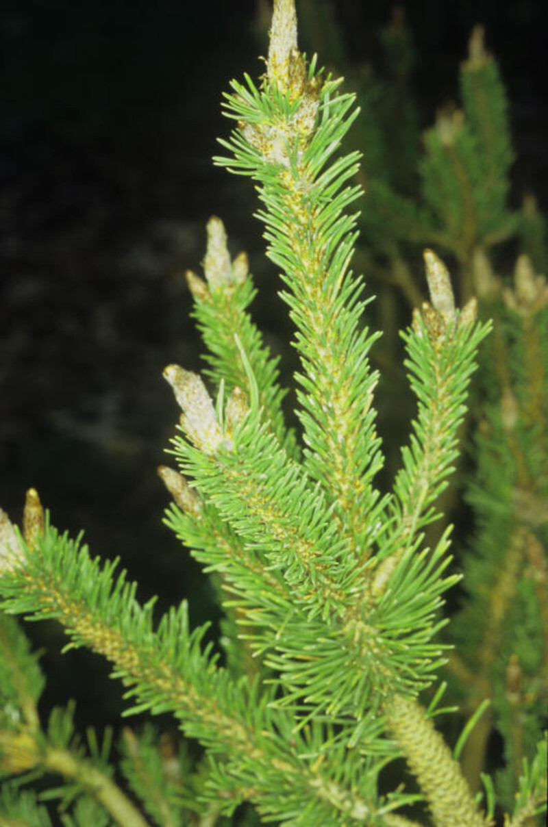 Pinus contorta 'Spaan's Dwarf' (Shore Pine)