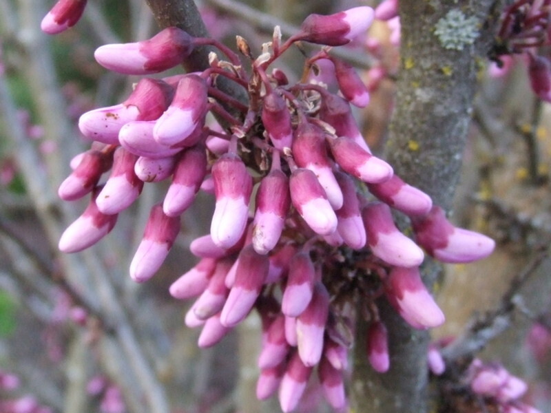 Cercis occidentalis (Western Redbud)