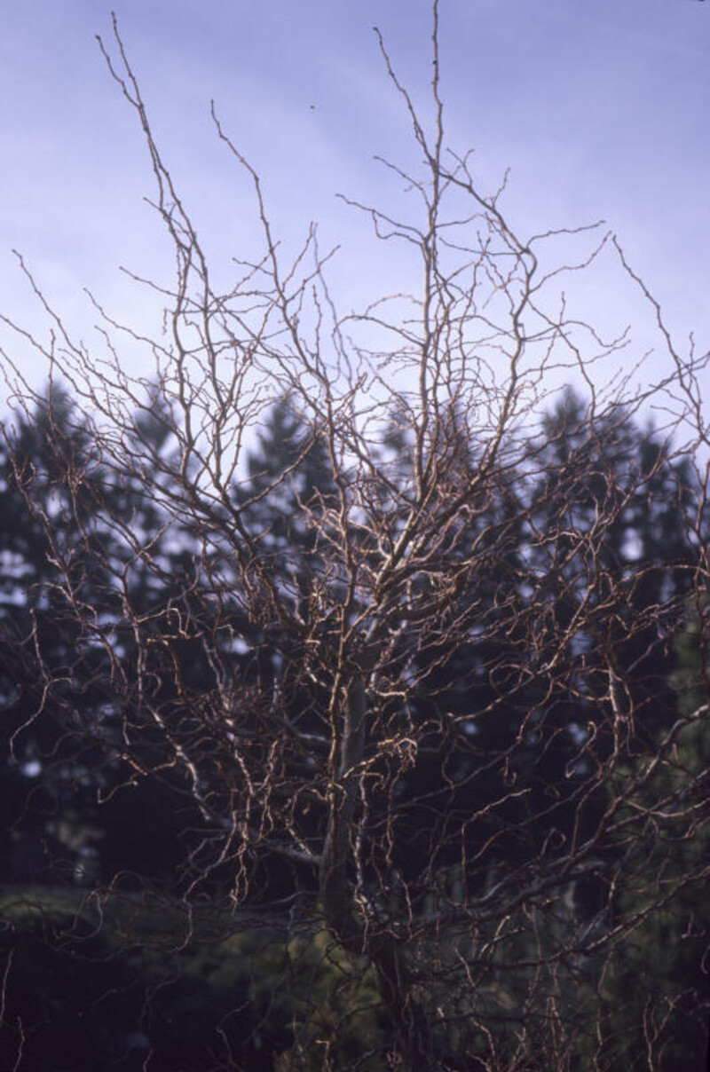 Larix kaempferi 'Diana' (American Larch)